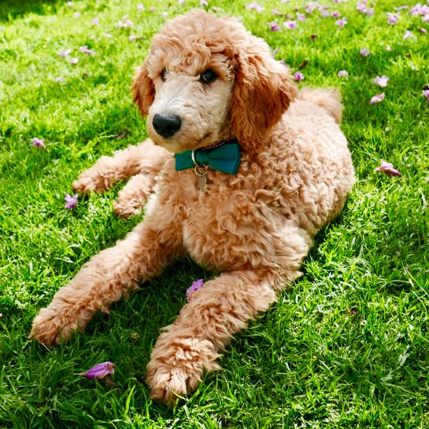 istock Kennedy Puppy 1041449880