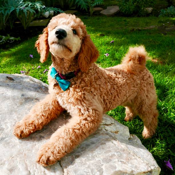 istock Kennedy Puppy 1041449882