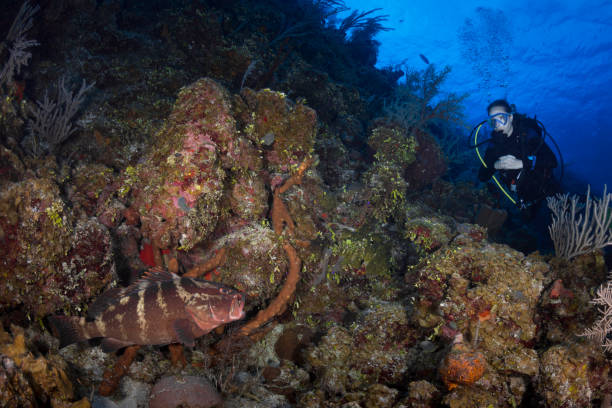 istock Nassau grouper (Epinephelus striatus) and a female diver 1041451238