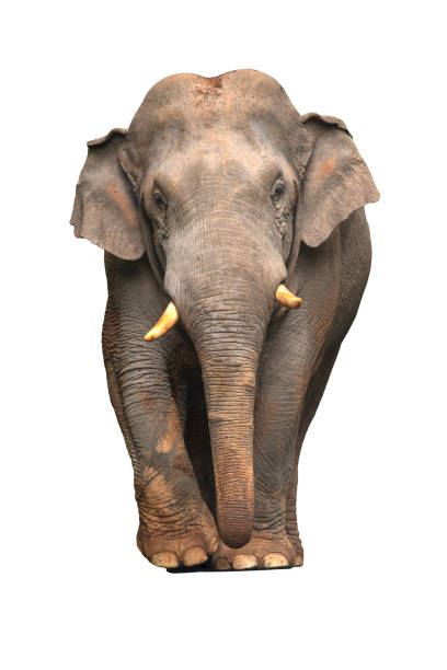 asiatischer elefant, isoliert auf weißem hintergrund - bird hunter stock-fotos und bilder