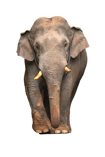 Asian elephant isolated on white background