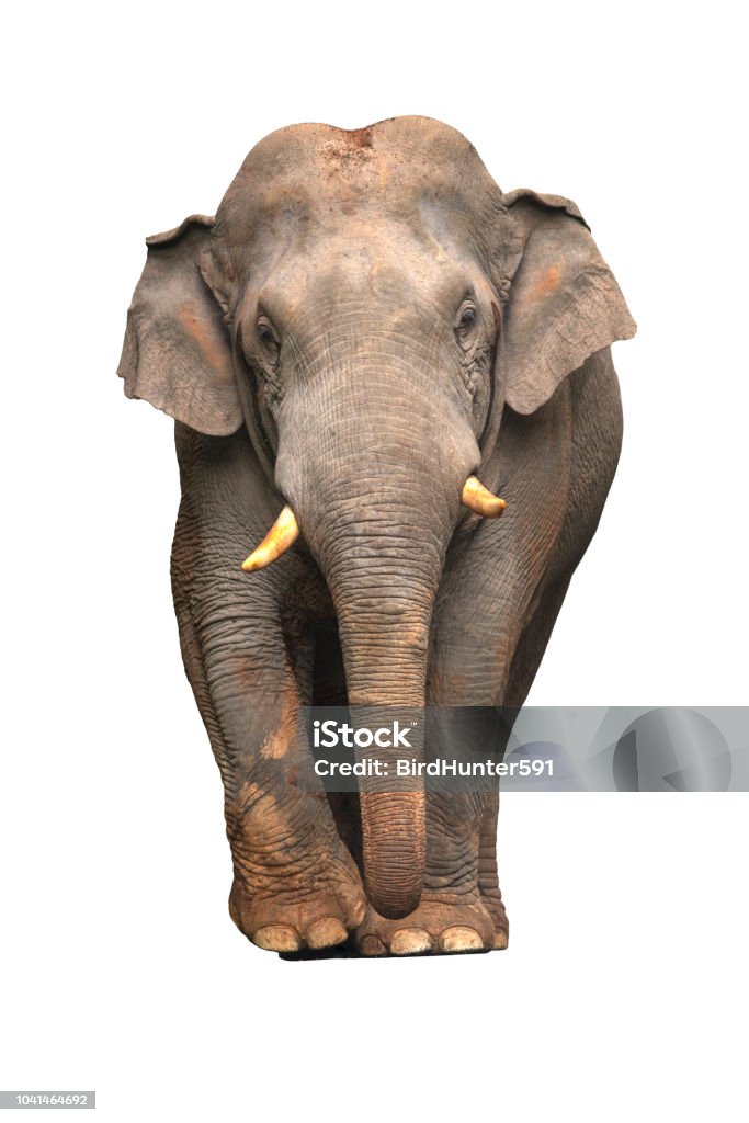 Asian elephant isolated on white background Elephant Stock Photo
