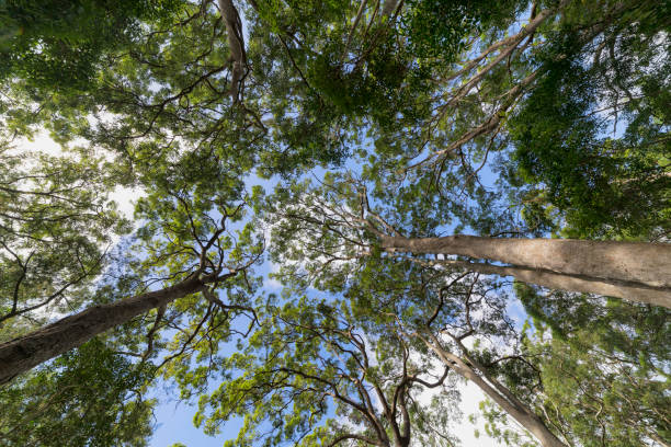 istock Trees reching to the sky 1041465288