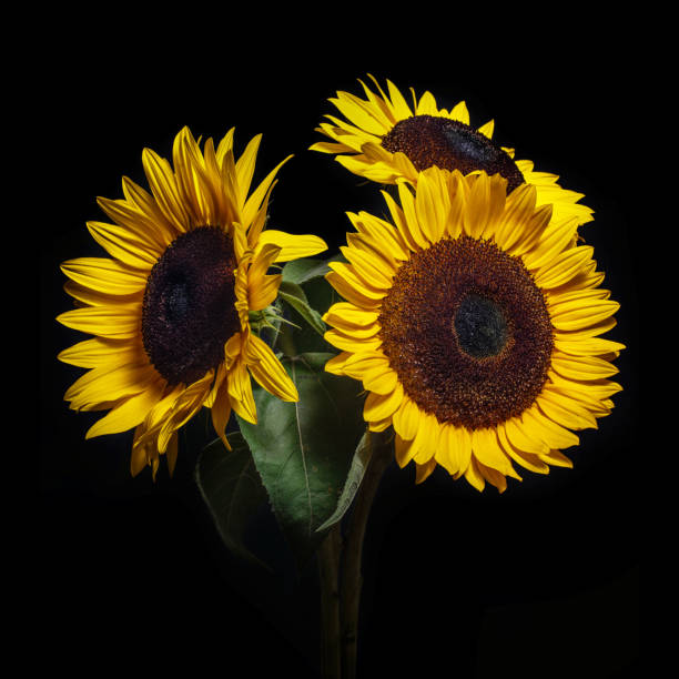 Sunflowers isolated on black