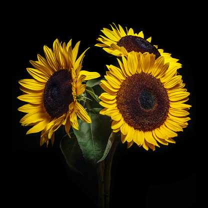 Sunflowers isolated on black