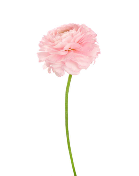 istock Ranunculus of light coral color isolated on white background. 1041468978