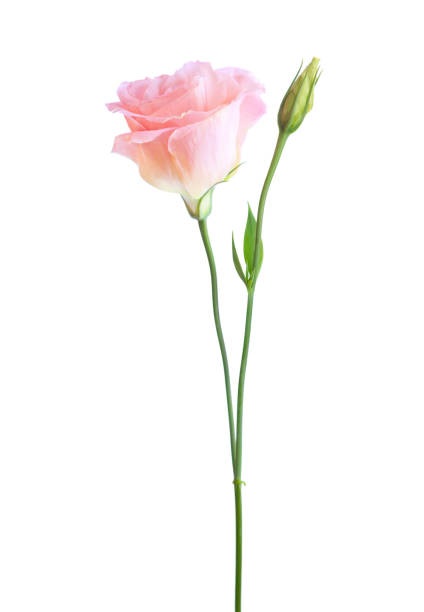 istock Light pink flower of  Eustoma   isolated on  white background. 1041469072