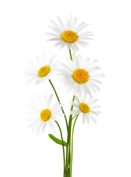 istock Bouquet of Chamomiles ( Ox-Eye Daisy ) isolated on a white background. 1041469148