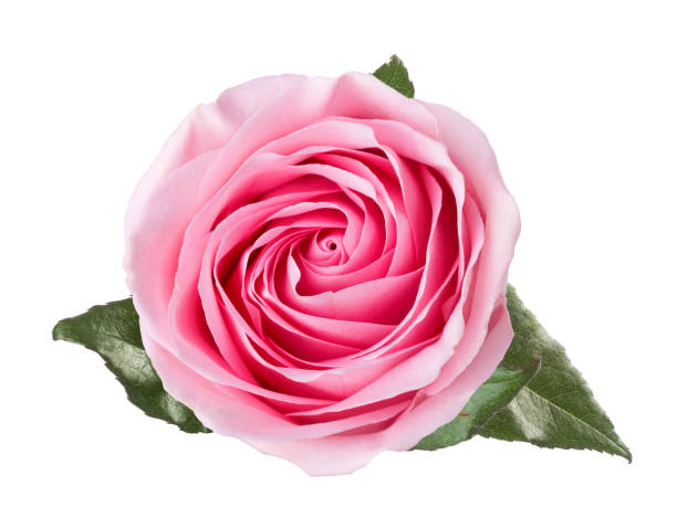 istock Light pink rose with leaves isolated on white background. 1041469156