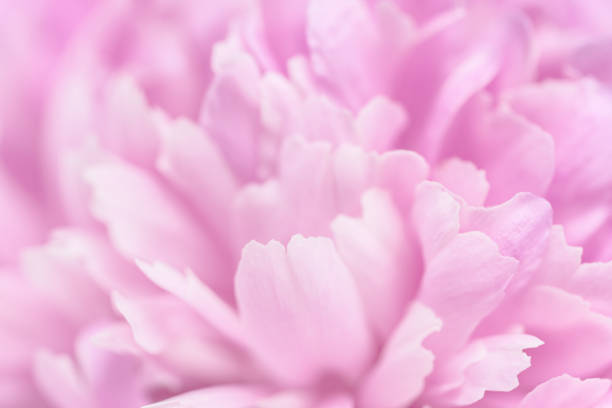 istock Pink petals with blurred focus 1041469214