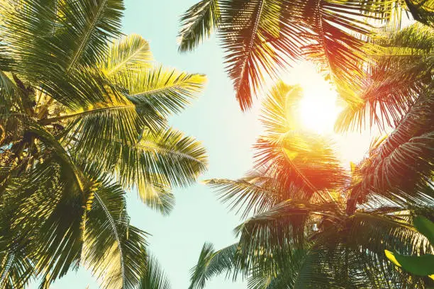 Photo of Coconut palm tree on  blue sky background.