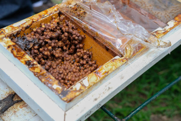 не жало медоносных пчел улей. тригона мелипонини колоний воспитания - stingless стоковые фото и изображения