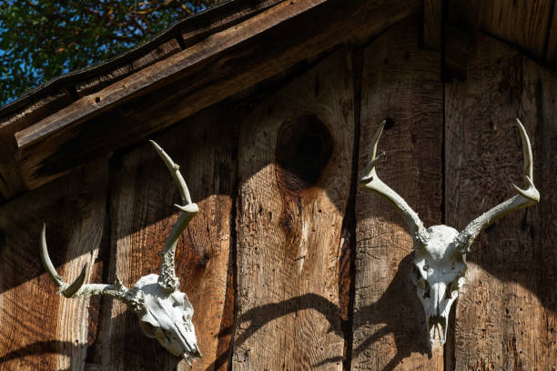 istock Deer Antlers on Wooden Wall 1041475880
