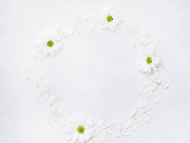 istock daisy wreath white herbera circle floristry design 1041475884