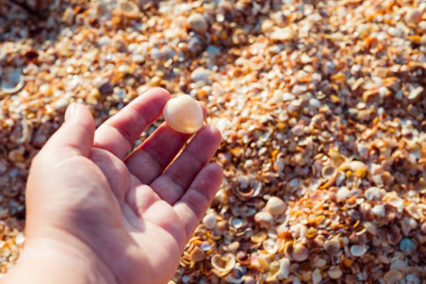 istock travel tourism seaside vacation hand shell beach 1041476210
