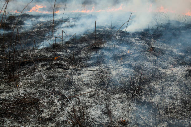 istock Big fire in the field. 1041476928