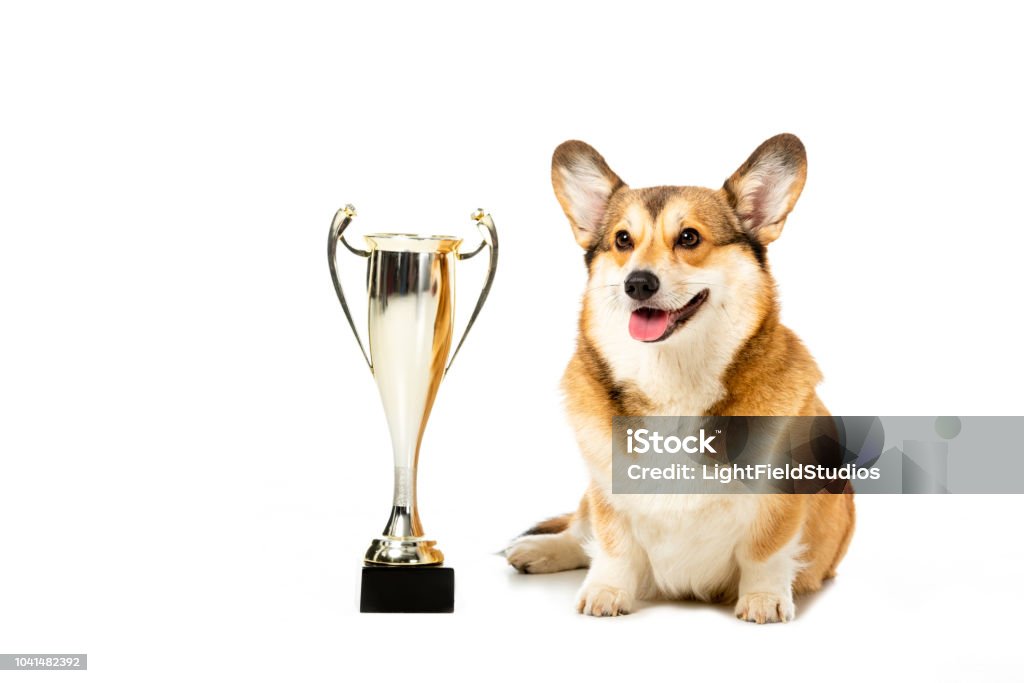 welsh corgi pembroke sitting near golden trophy cup isolated on white background Dog Stock Photo