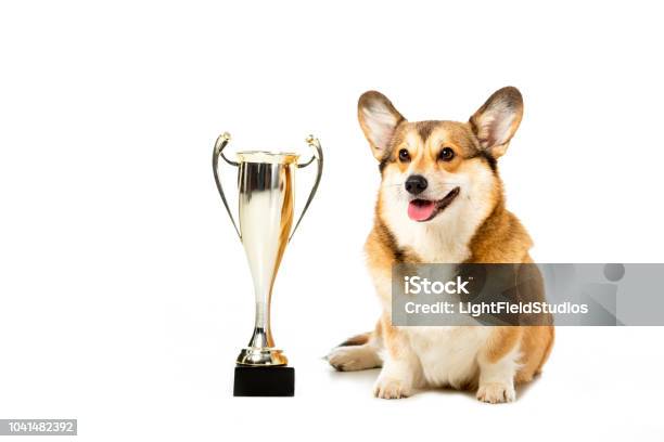 Welsh Corgi Pembroke Sitting Near Golden Trophy Cup Isolated On White Background Stock Photo - Download Image Now