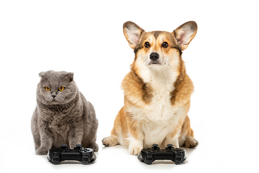 cute corgi and british shorthair cat sitting with joysticks for video game isolated on white background