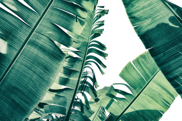 istock tropical banana palm leaf 1041483468