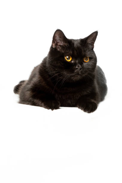istock black british shorthair cat isolated on white background 1041488194