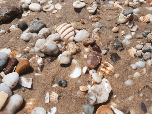istock Top view of Sea shells and beach pebbles on sand 1041488406