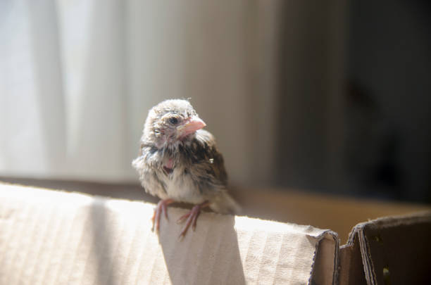 istock Feeding Baby Sparrow 1041489442