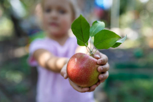 Little girl is holding the beautiful ripe red apple with green leaves stock photo