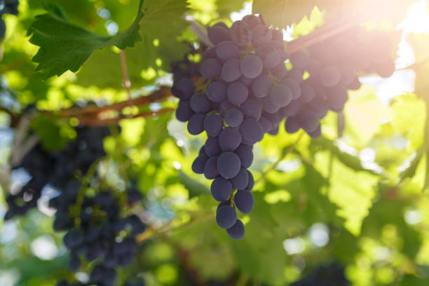 istock Bunches of ripe dark grapes with sun rays at sunset 1041489580