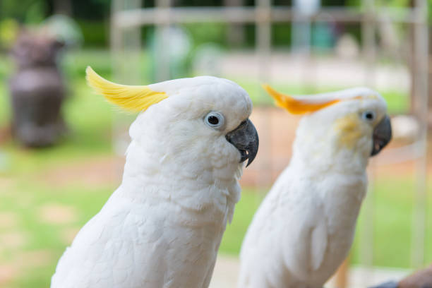 istock Yellow crested Cockatoo or White Parrot standing on tree in park 1041490338