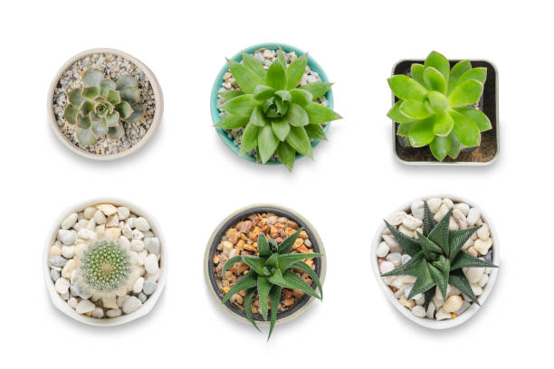istock Top view of small cactus isolated on white background 1041493120