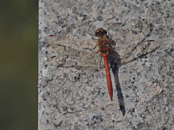 istock Red dragonfly insect landed on marble corner 1041494128