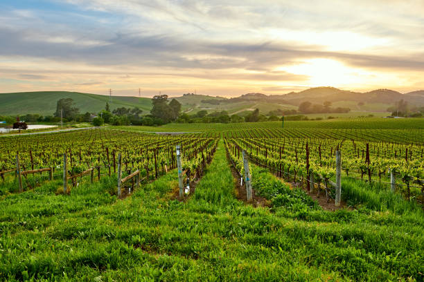 istock Vineyards at sunset in California, USA 1041495548