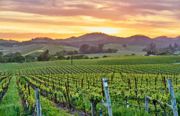 weinberge bei sonnenuntergang in kalifornien, usa - vineyard napa valley field in a row stock-fotos und bilder