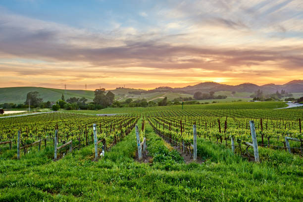 istock Vineyards at sunset in California, USA 1041495580