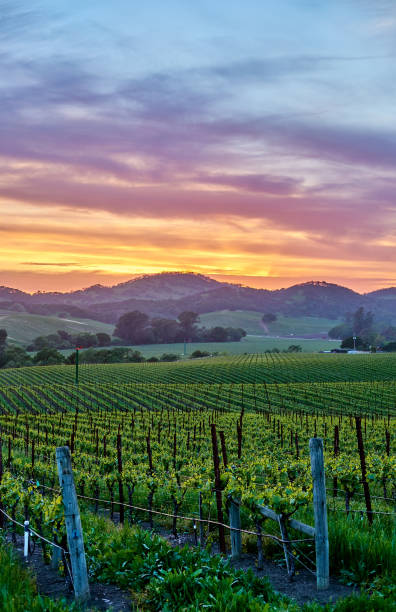 istock Vineyards at sunset in California, USA 1041495582