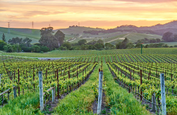 istock Vineyards at sunset in California, USA 1041495588