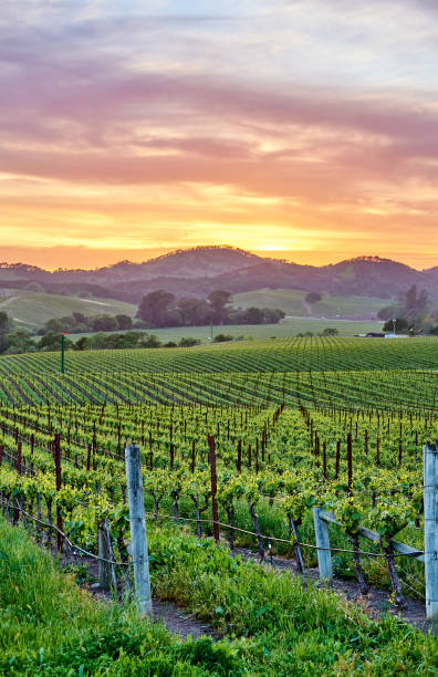 weinberge bei sonnenuntergang in kalifornien, usa - vineyard napa valley field in a row stock-fotos und bilder