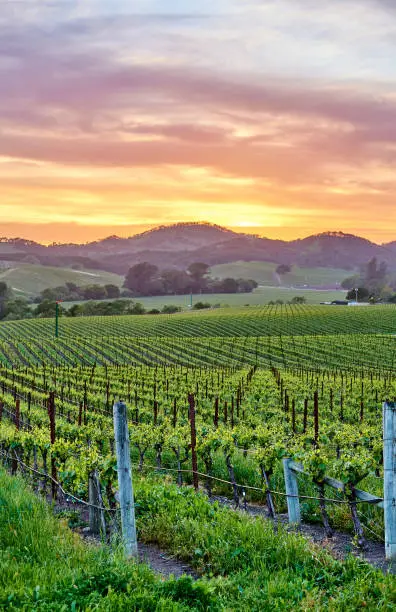 Photo of Vineyards at sunset in California, USA