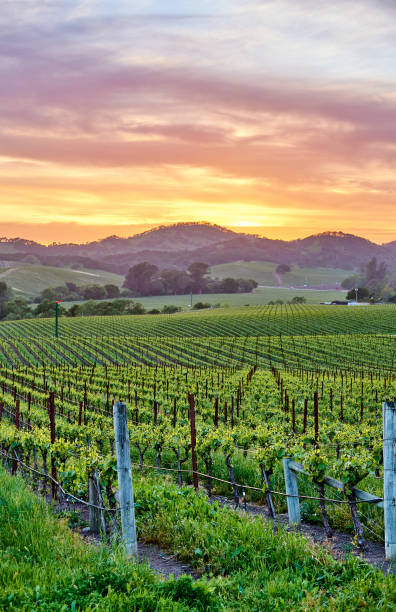 winnice o zachodzie słońca w kalifornii, usa - vineyard napa valley california vertical zdjęcia i obrazy z banku zdjęć