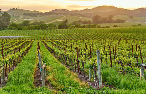 istock Vineyards at sunset in California, USA 1041495592