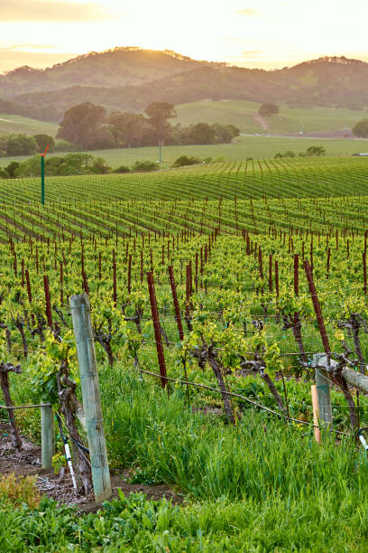 istock Vineyards at sunset in California, USA 1041495596
