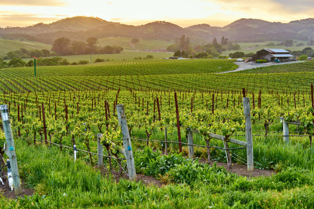 istock Vineyards at sunset in California, USA 1041495618