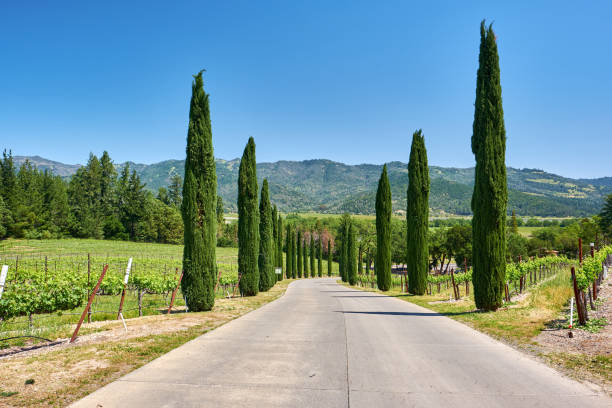 istock Vineyards in California, USA 1041495706