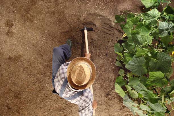 man farmer working with hoe in vegetable garden, hoeing the soil near a cucumber plant, top view and copy space template man farmer working with hoe in vegetable garden, hoeing the soil near a cucumber plant, top view and copy space template garden hoe photos stock pictures, royalty-free photos & images