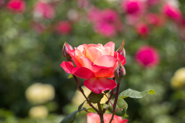istock Blooming beautiful colorful rose in floral background 1041502844