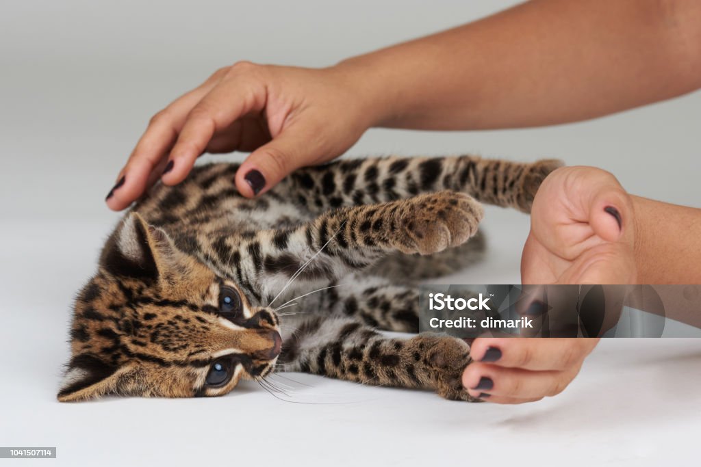 Taking Care Of Wild Animals Stock Photo - Download Image Now - Baby - Human  Age, Lynx, Leopard - iStock