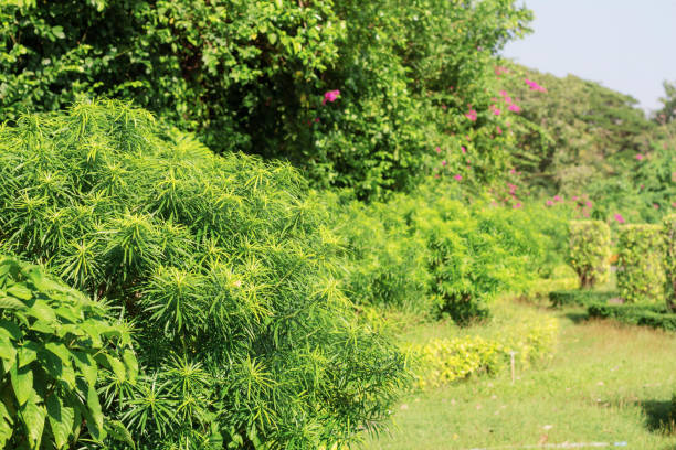 istock Ornamental green in garden. 1041508350