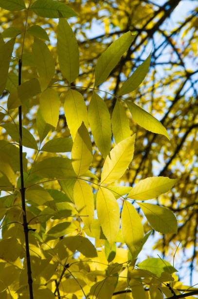istock Texture, background, pattern. Autumn. Maple leaves on a tree, red yellow orange colors 1041509062