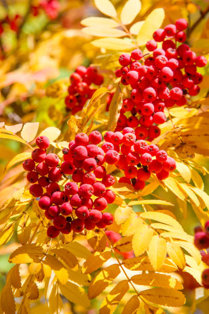 istock Texture, background, pattern. red leaves autumn on a tree, yellow leaves. Rowan 1041509144
